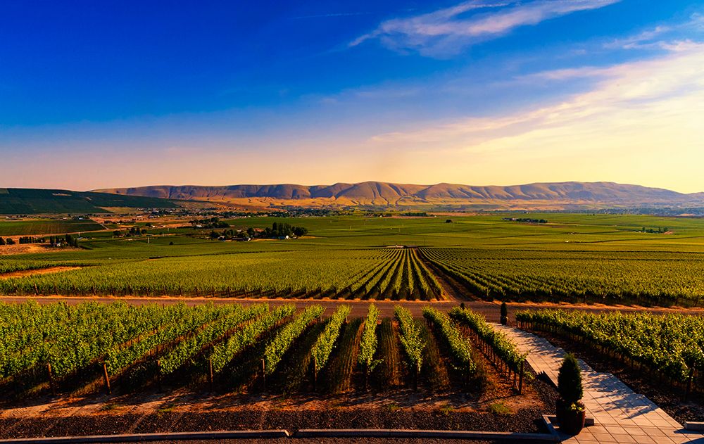 USA-WA-Red Mountain Dusk on the vineyards of Red Mountain wine region with Horse Heaven Hills